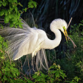 Fancy Plumes