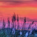 Sunrise at Wild Dunes
